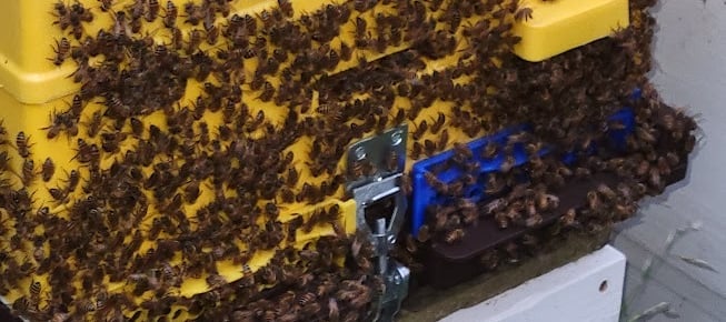 a beehive with bees on a hive hive hive hive hive hive hive hive