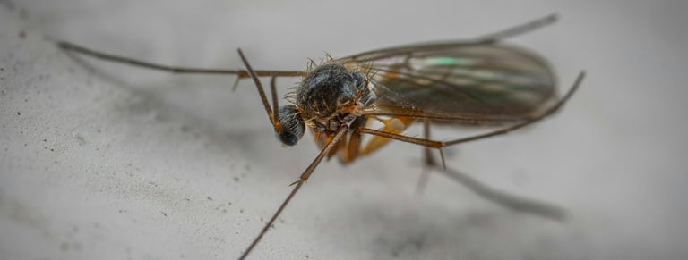 Fungus Gnat