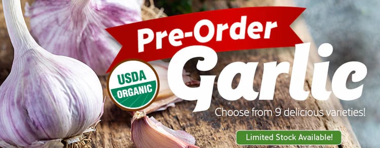 Garlic Bulbs - Pre-Order - choose from 9 varieties