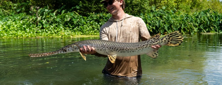 Longnose Gar