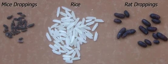 Rat Droppings
