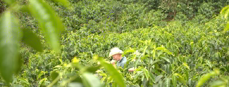 A farmer wearing a sun hat inspects lush green arabica coffee plants on a tropical coffee plantation.