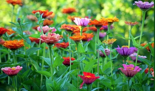 Community Gardens