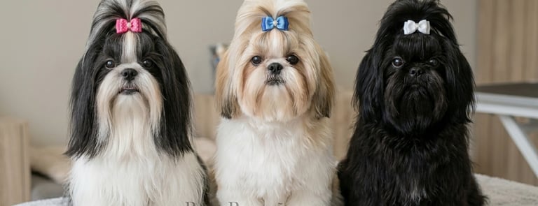 shih tzus