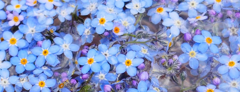 Florathérapie et fleurs de Bach à Fontaine