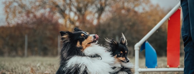 du šunys laukia skanėsto