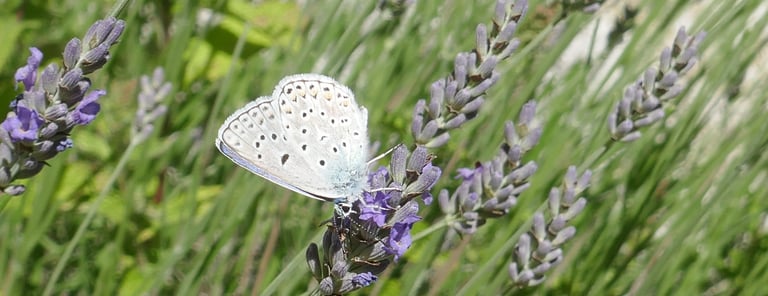 Cabinet ostéopathe Fontaine - séance d'ostéopathie Johanna Dal Molin