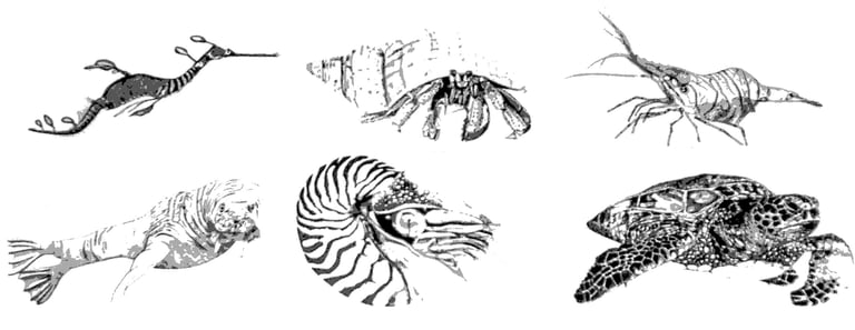 Drawings of Sea Creatures in pen and ink by Mark D. Exom