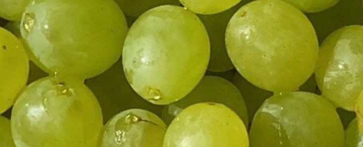 Primer plano de uvas verdes frescas listas para el mercado mayorista
