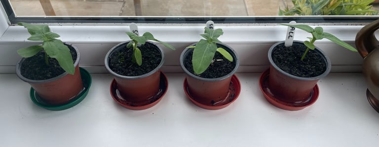a row of plant seedlings in pots on a window sill