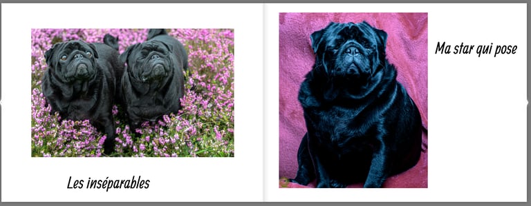 livre de souvenir avec animal de compagnie