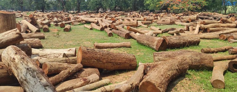 Dense Kino Wood Forest in India β Natural Source of Valuable Hardwood