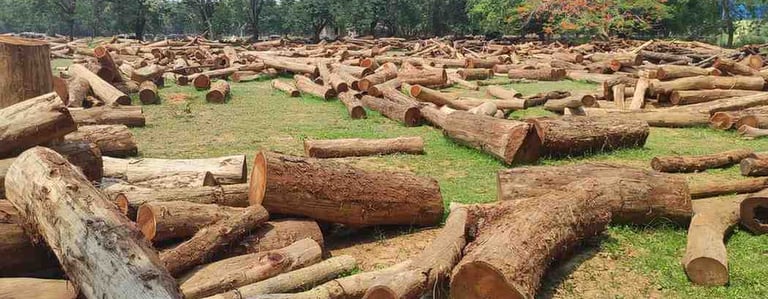 Dense Kino Wood Forest in India – Natural Source of Valuable Hardwood