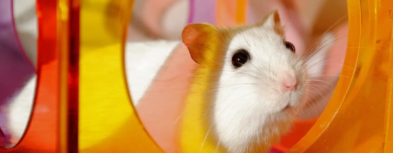 hamster qui joue dans une cage propre et saine 