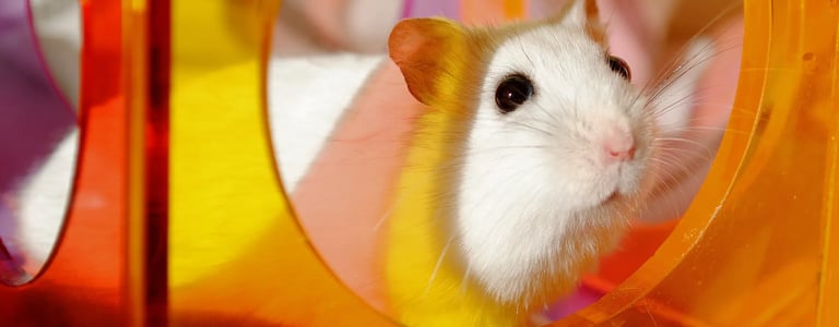 hamster qui joue dans une cage propre et saine 