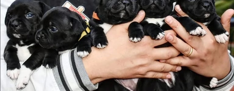 Cuccioli di Staffordshire Bull Terrier 30 Giorni presso l'allevamento Grecalestaffs in Sicilia