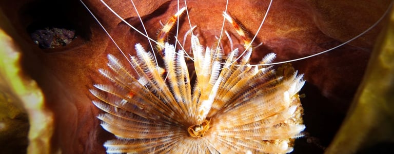 Feather duster worm filtering plankton offering a hiding to banded coral shrimps