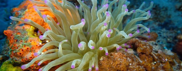 Giant sea anemone displaying purple-tipped tentacles armed with stinging cells