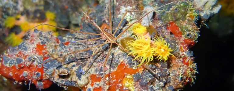 Crabe-flèche à lignes jaunes évoluant parmi de lumineux coraux coupes jaunes