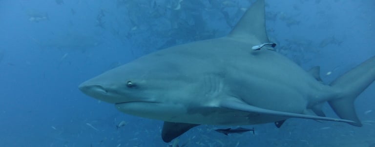 bull shark at the Beqa Lagoon Shark dive, Pacific Harbour, Fiji