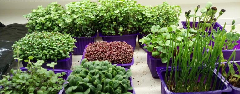 a picture of Early Greens microgreens nursery  produce