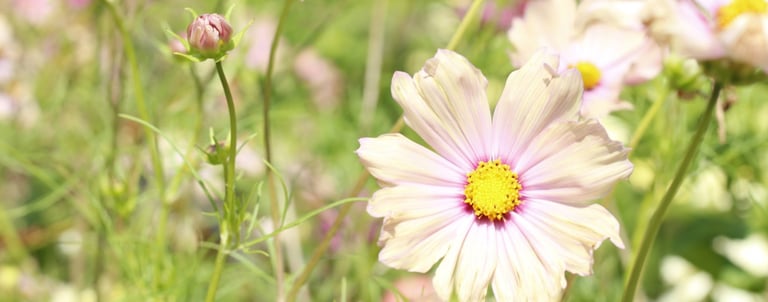 Cosmea zachte kleuren