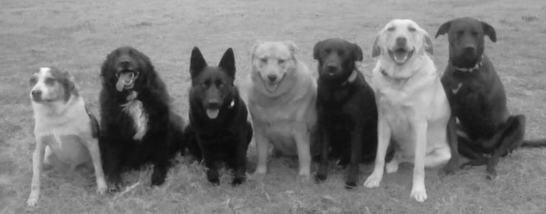 7 dogs holding Sit Stay command in a field off-leash