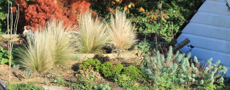 grasses, euphorbia, poppy seedheads on a green roof