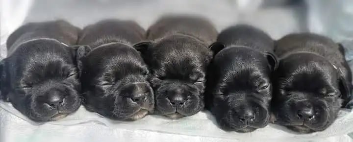 Cuccioli di Staffordshire Bull Terrier di 15 giorni con gli occhi chiusi