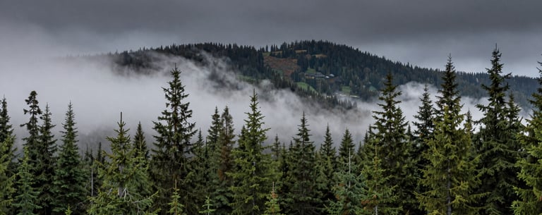 A scenic view of a mist-covered evergreen forest in the North American / Pacific Northwest mountains under a dark slate gray sky.