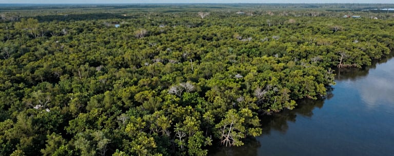 A scenic aerial photograph of a vast mangrove forest in Southeast Asia, showing the contrast between the dark green trees and the blue water, representing carbon storage.