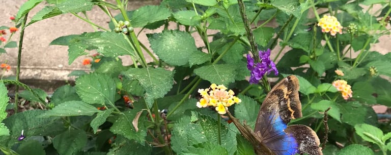jardines para polinizadores