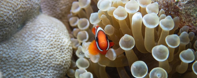 Best snorkel, scuba diving spot El Nido Coron Palawan