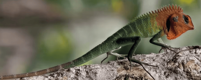 Sri lankan Lizard- Changes its colour according to the habitat