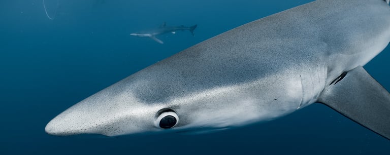 gros plan sur la gueule et les yeux d'un requin peau bleu