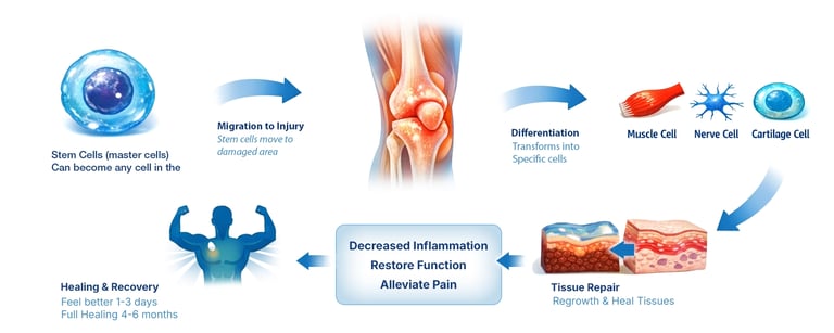 Infographic showing stem cell therapy process for knee joint repair, tissue regrowth, and pain relief.