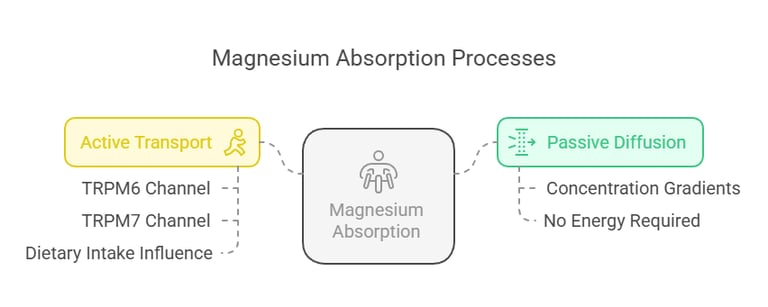 Magnesium absorption process