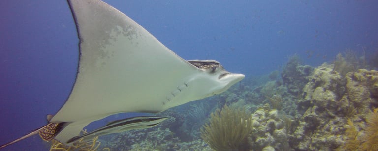 raya en en mar del Caribe