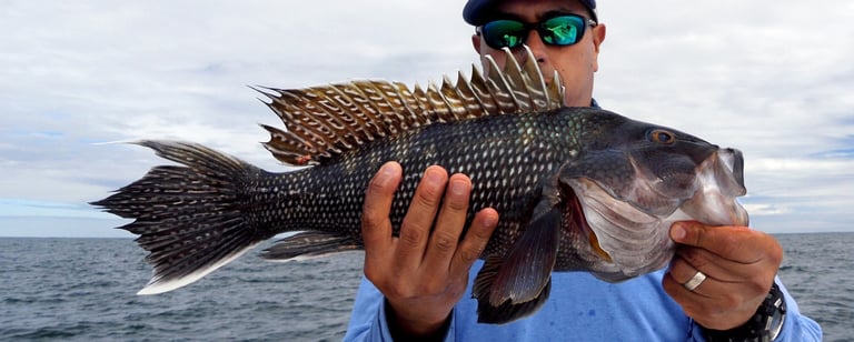 Large sea bass