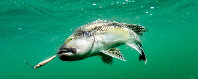 Large sea bass in Montauk, New York
