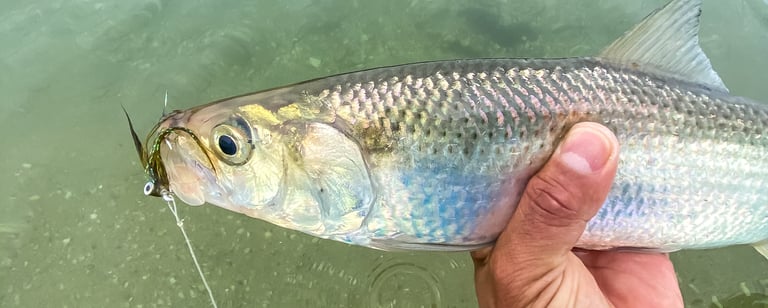 shad on the fly