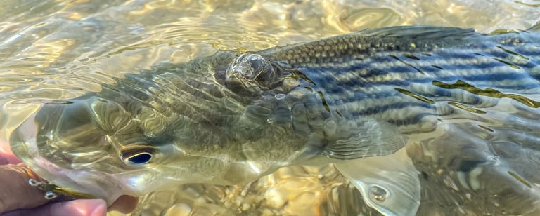 Catch and release striped bass