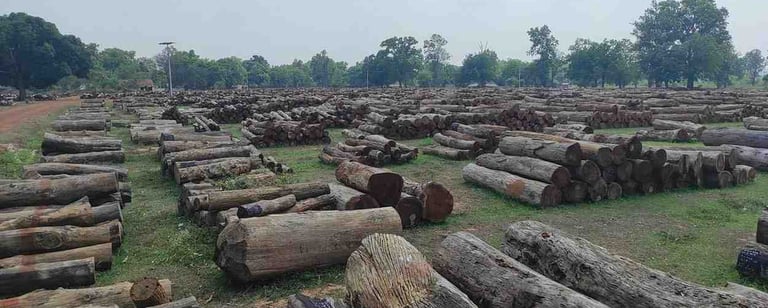 Indian Kino Wood Logs – Premium Timber Sourced from Forest Areas for Export