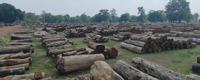 Indian Kino Wood Logs β Premium Timber Sourced from Forest Areas for Export