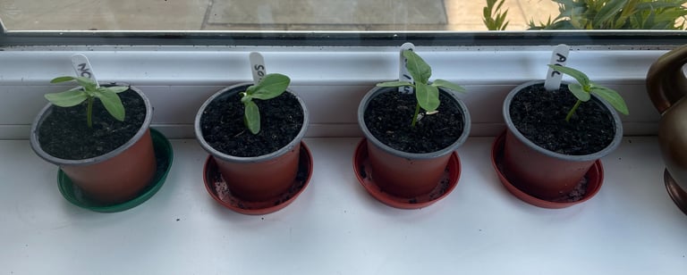 a row of plant seedlings in pots on a window sill