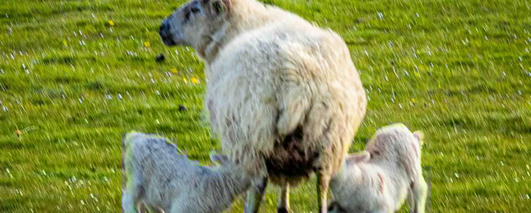 Sheep with Lambs
