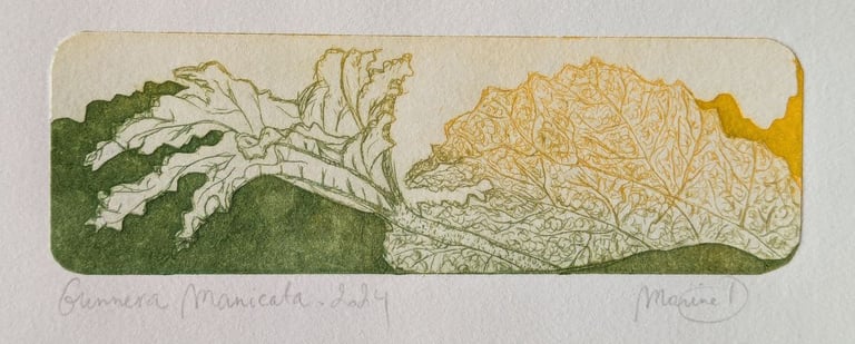 Gunnera Manicata gravure tetrapak