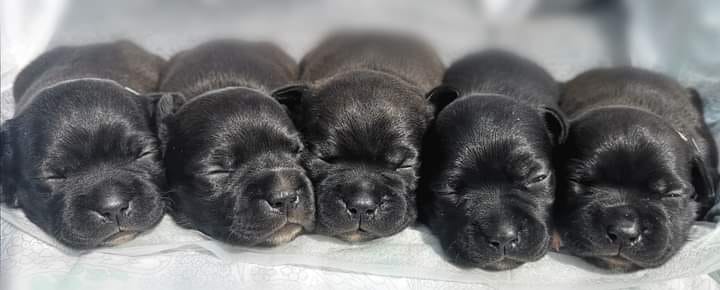 Cuccioli Staffordshire Bull Terrier neri appena nati. Allevamento etico Staffy Grecalestaffs