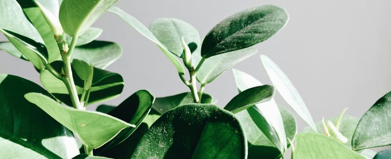 Ficus Audrey in full direct sunlight