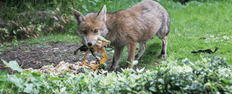 Pest Control in Dorset | Fox Control | Dark Knight Pest Control